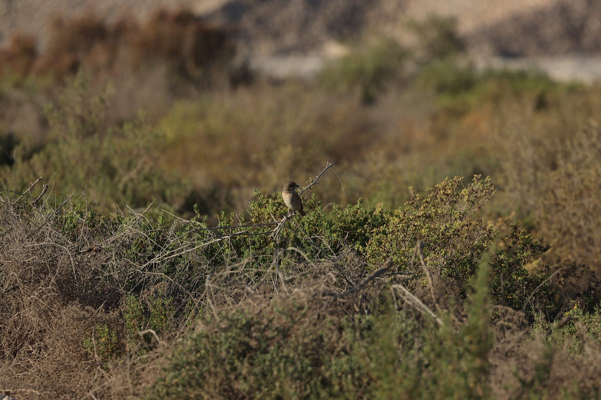 Isabelline Shrike - ML646678088
