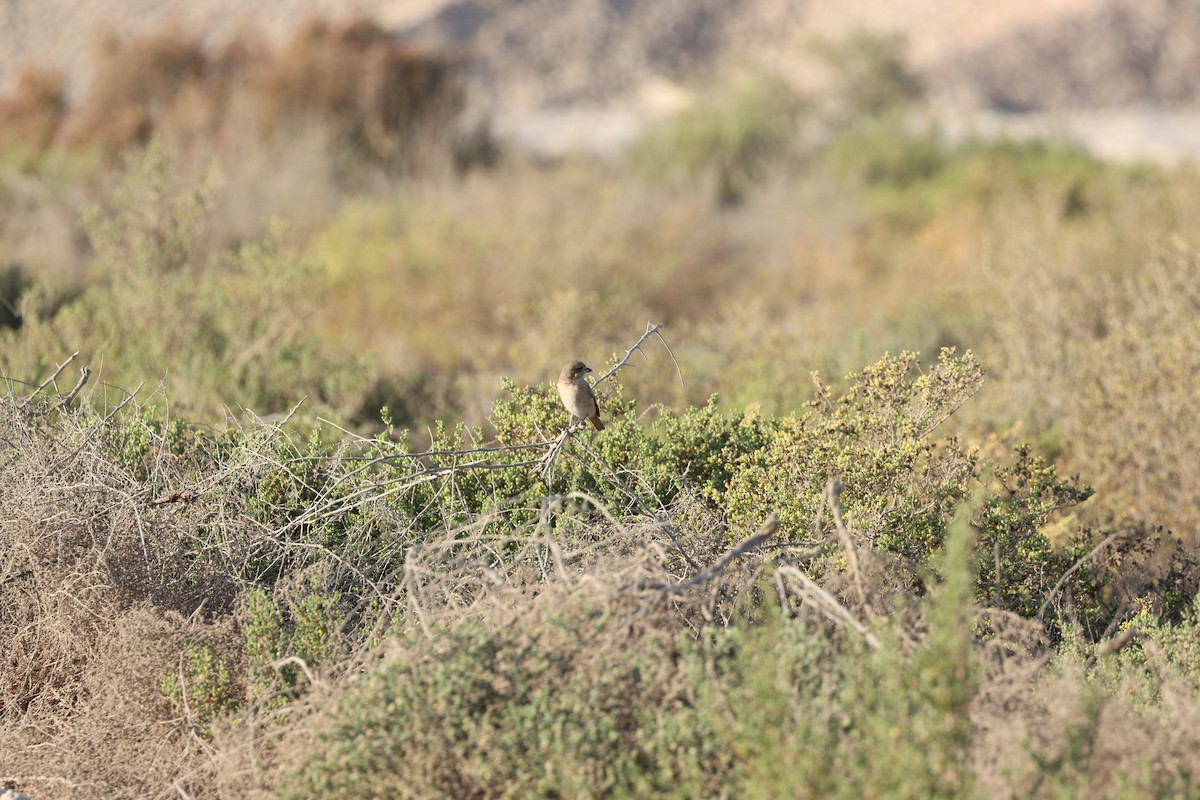 Isabelline Shrike - ML646678090