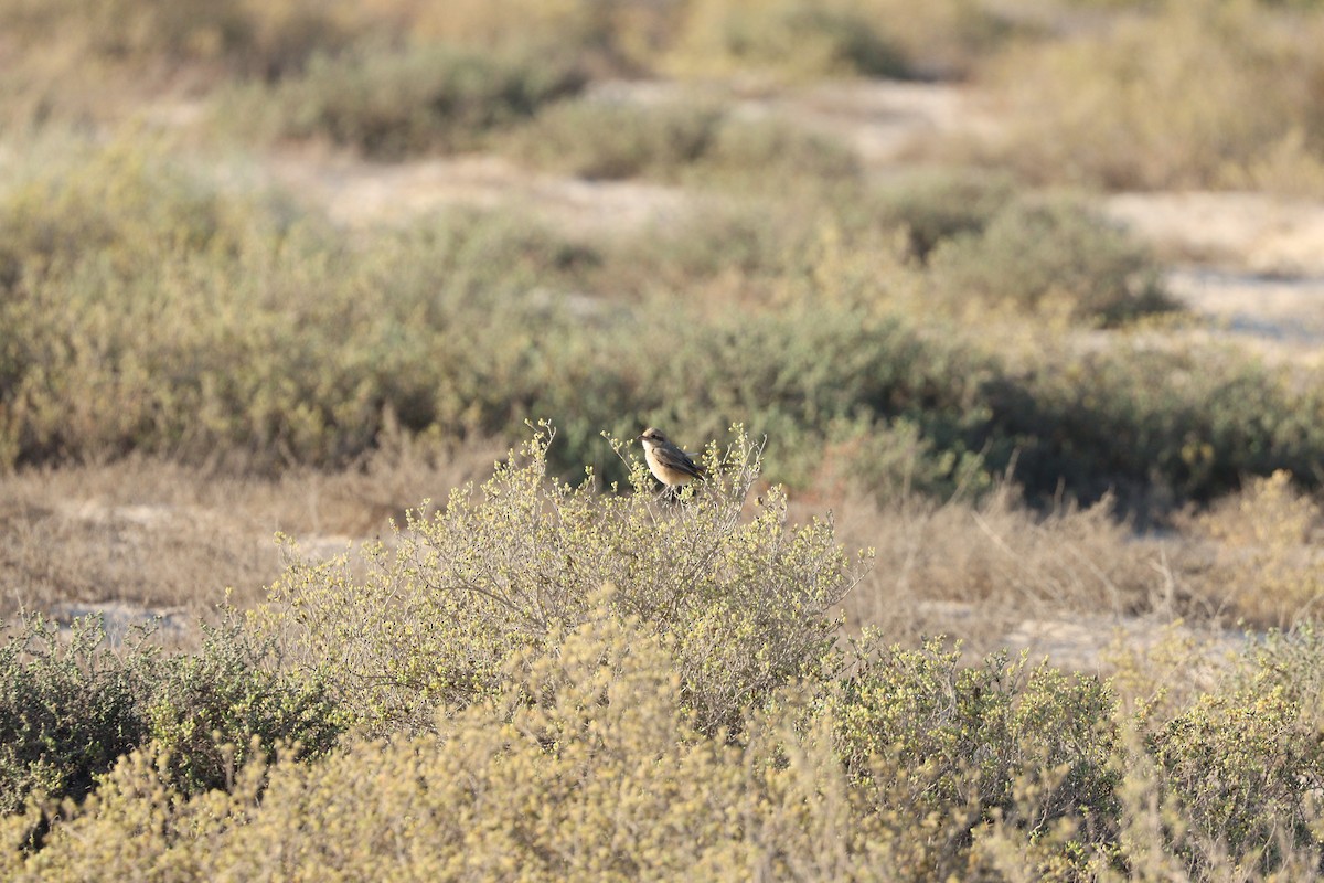 Isabelline Shrike - ML646678091