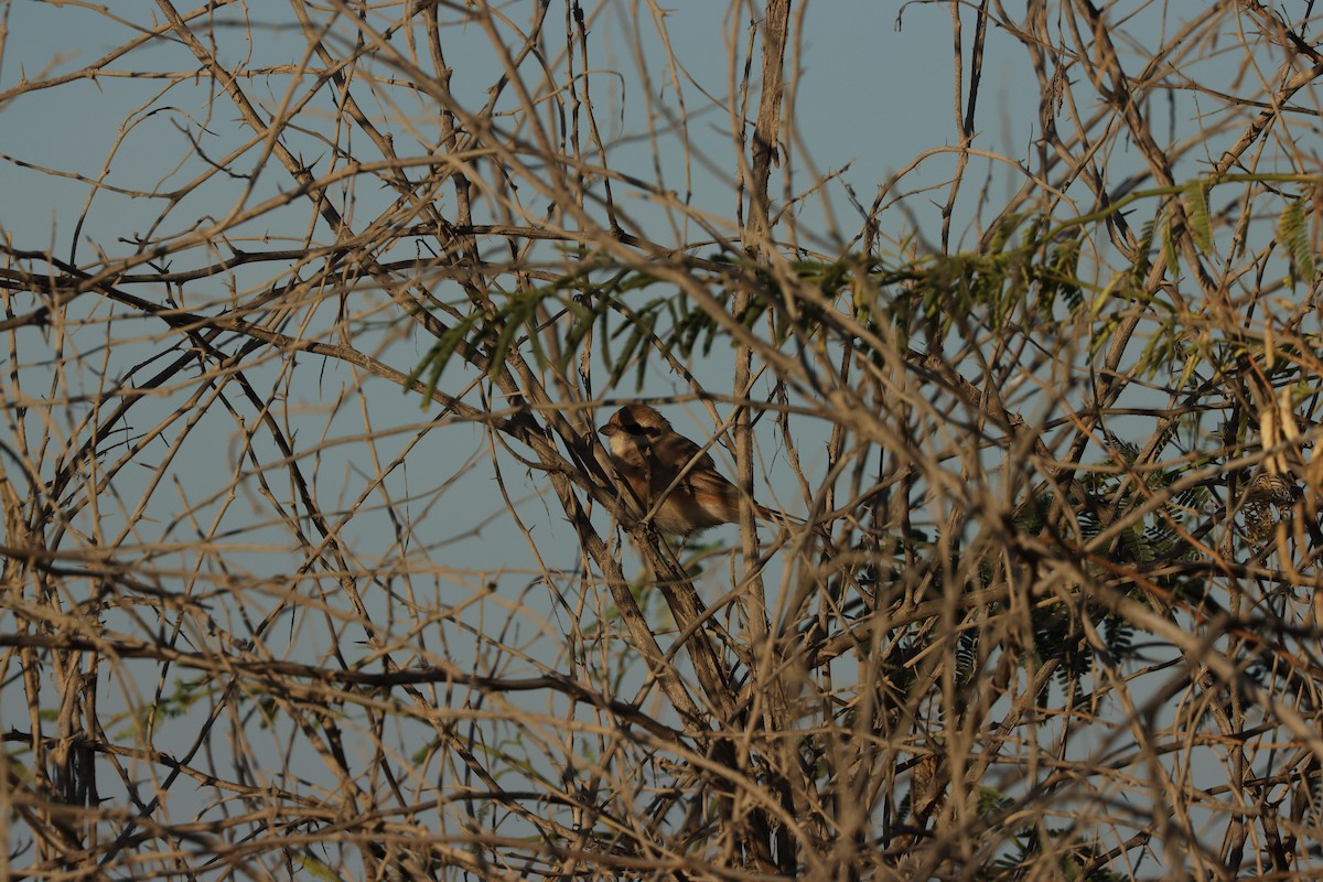 Isabelline Shrike - ML646678092