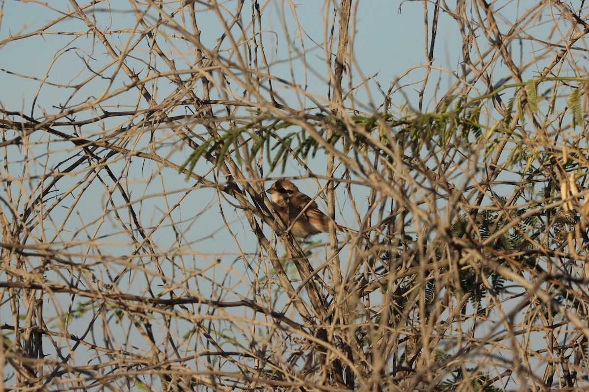 Isabelline Shrike - ML646678093