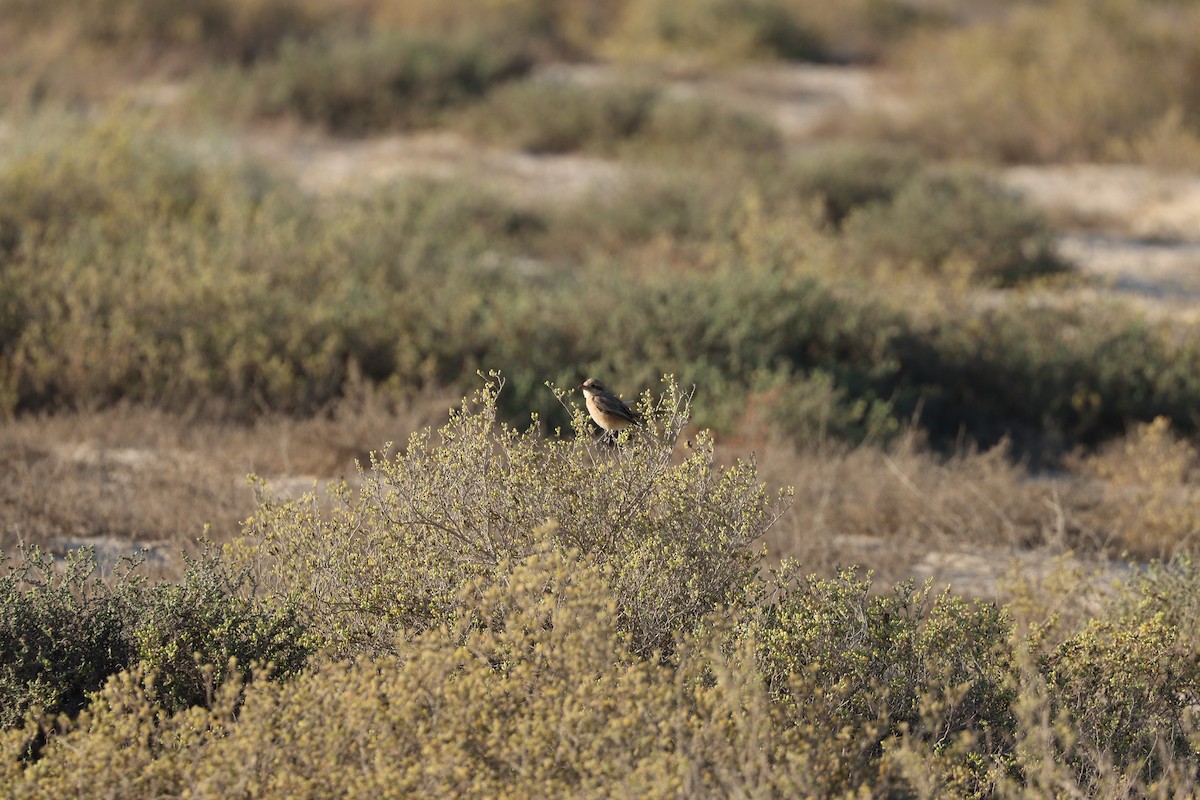 Isabelline Shrike - ML646678094