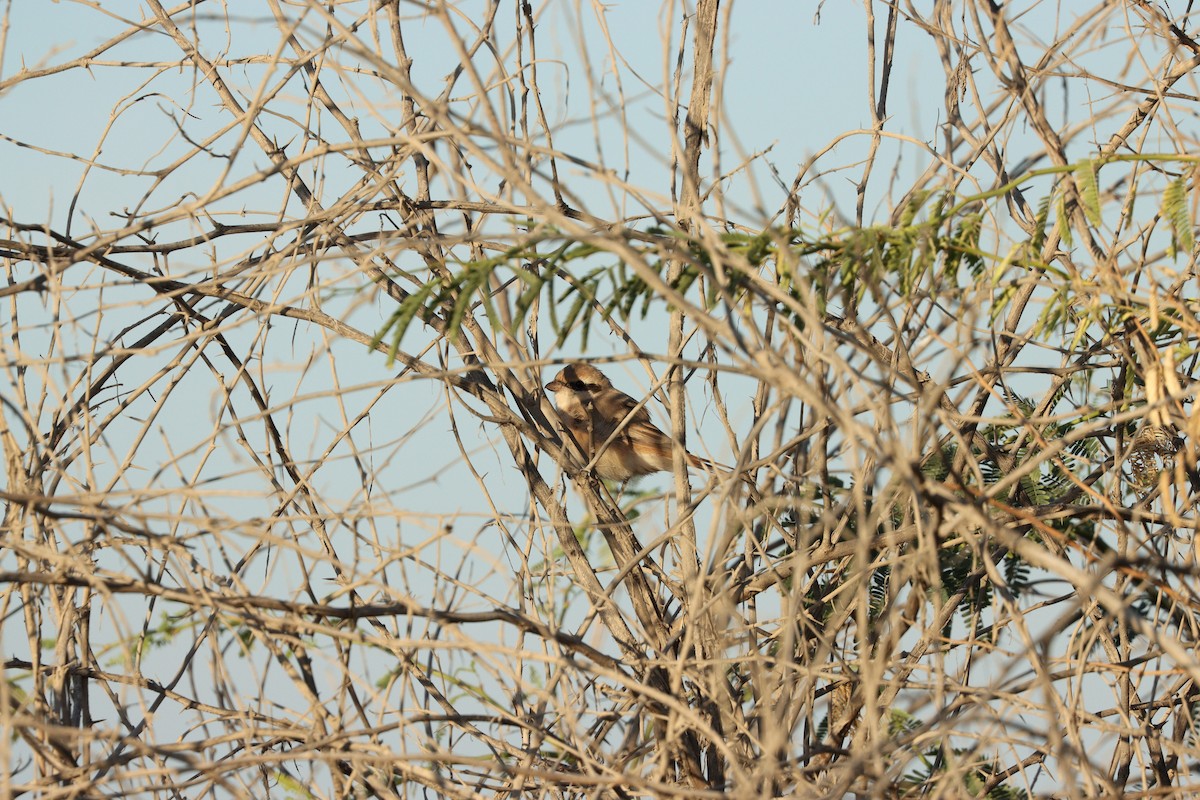 Isabelline Shrike - ML646678095