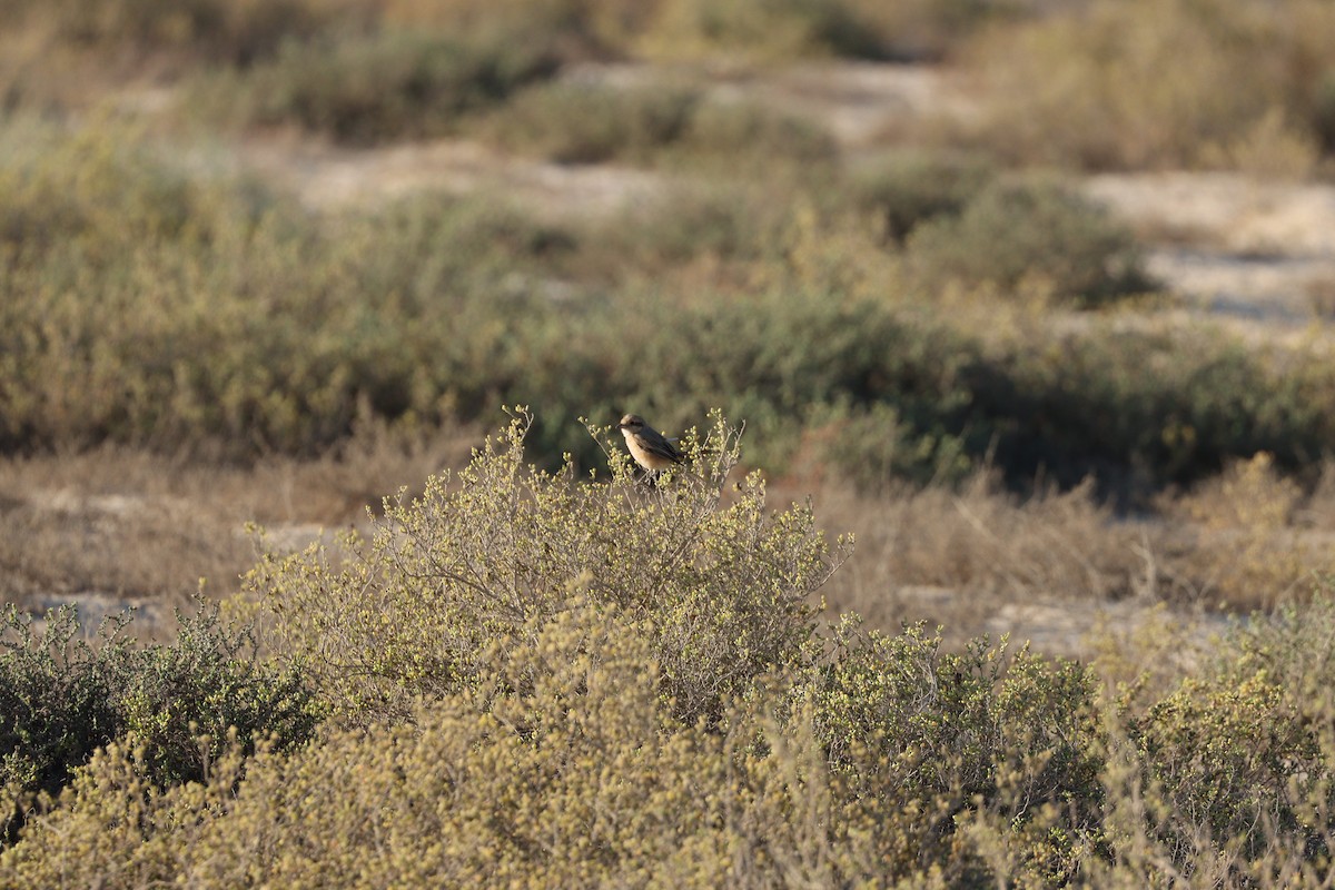 Isabelline Shrike - ML646678096