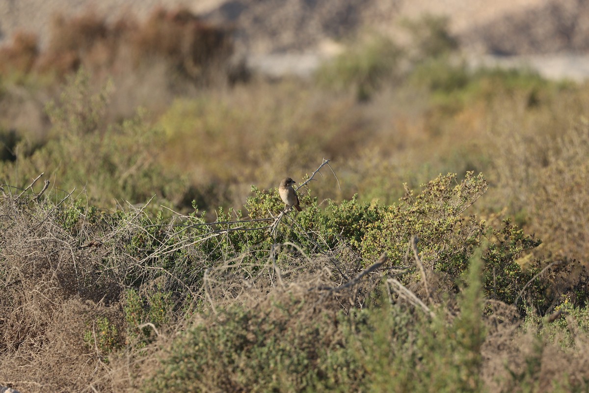 Isabelline Shrike - ML646678097