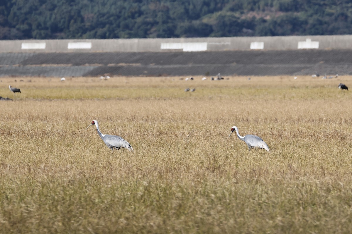 White-naped Crane - ML646678098