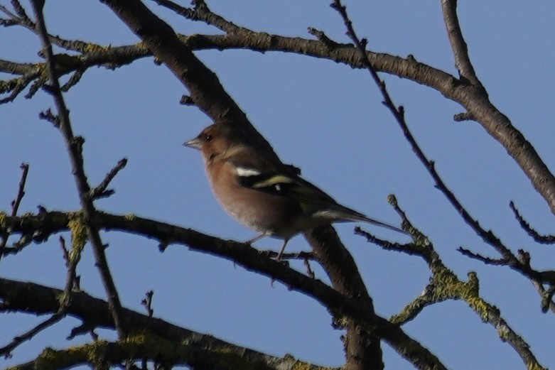Common Chaffinch - ML646678099