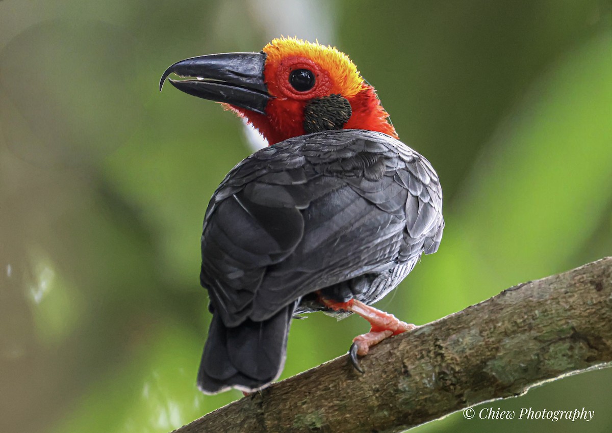 børstehode - ML646678100