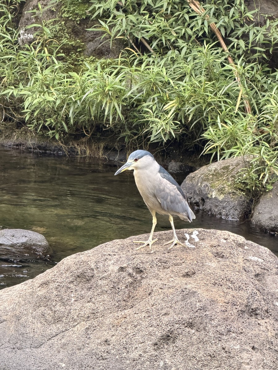 Квак звичайний - ML646678101