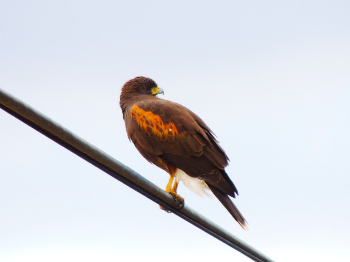 栗翅鷹 - ML646678110