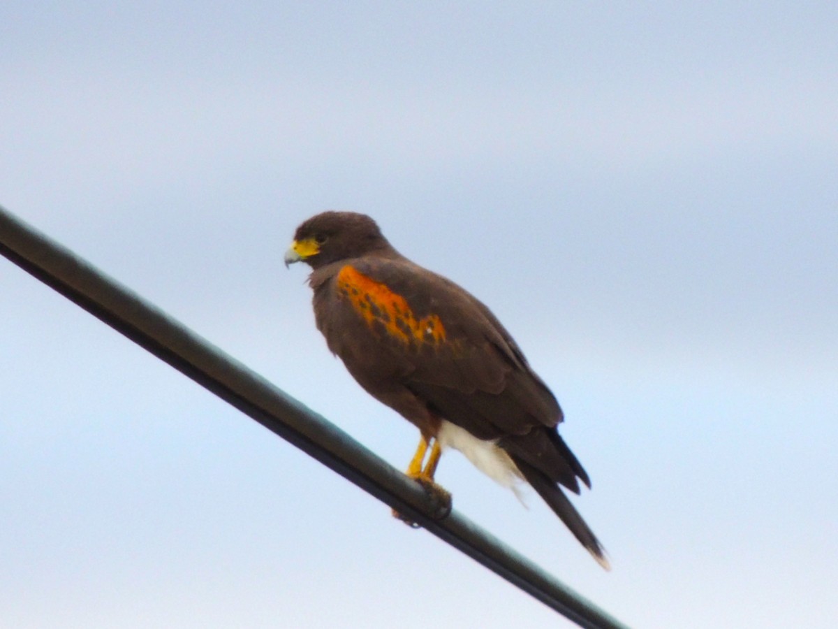 栗翅鷹 - ML646678111