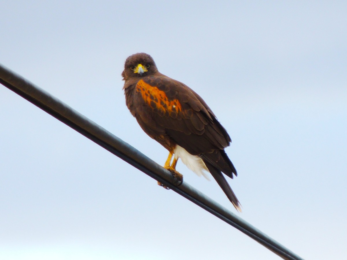 栗翅鷹 - ML646678112