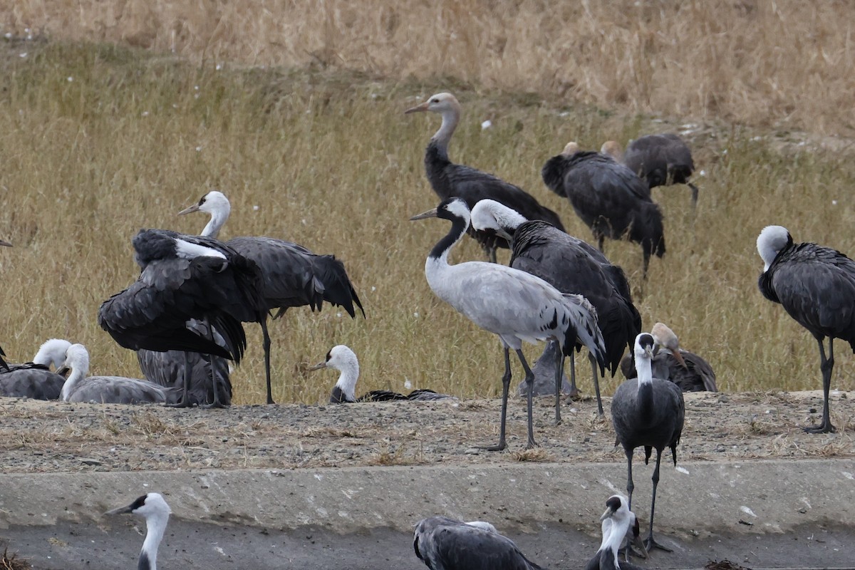 Common Crane - ML646678113