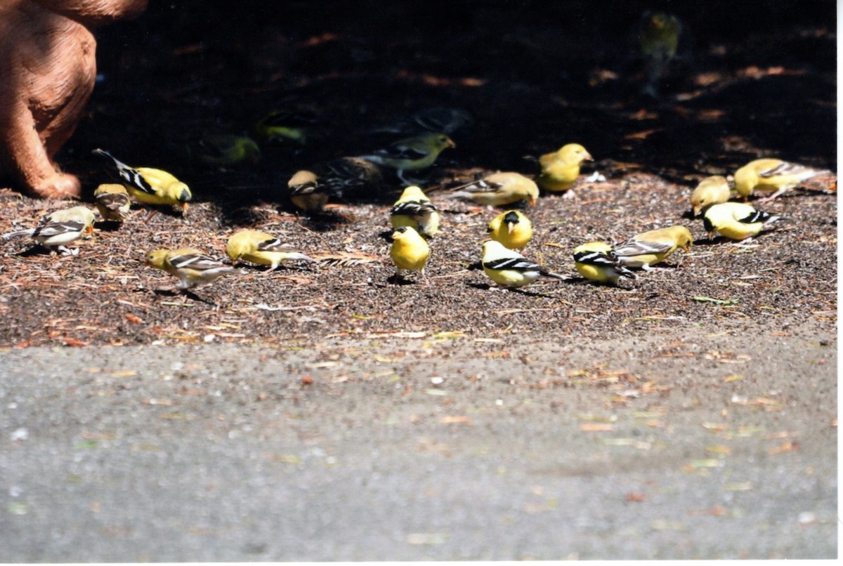 オウゴンヒワ - ML646678114