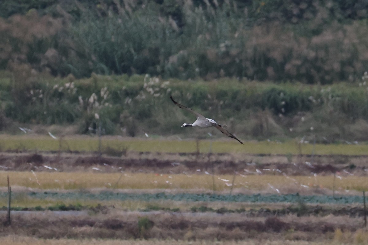 Common Crane - ML646678117