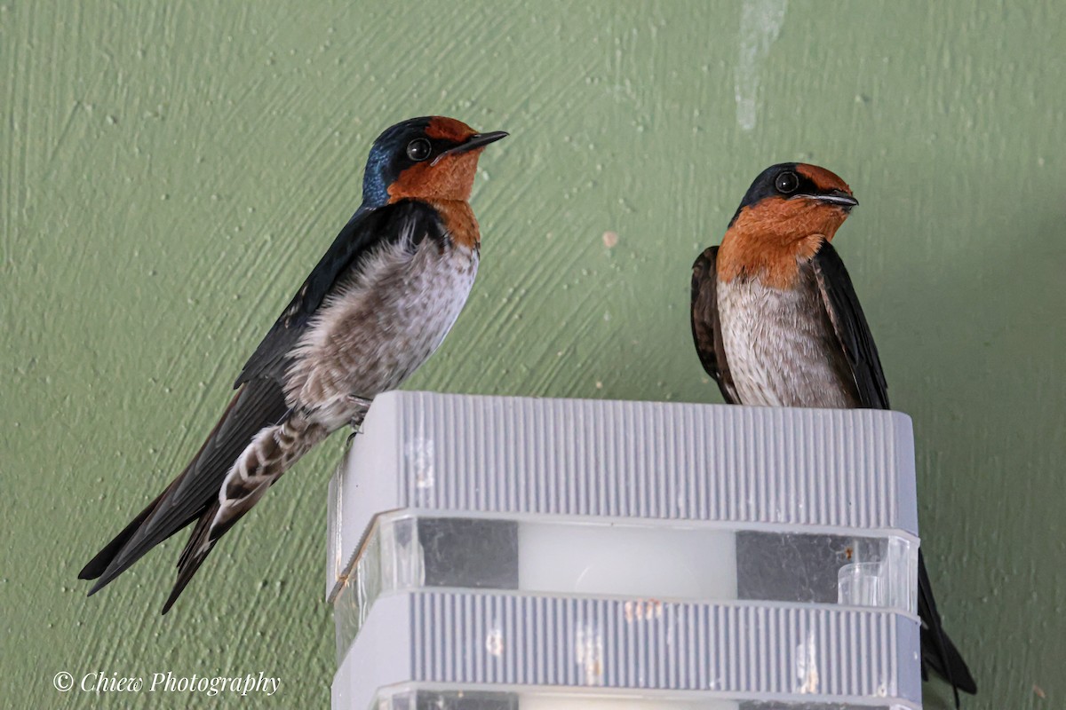 kystsvale - ML646678119