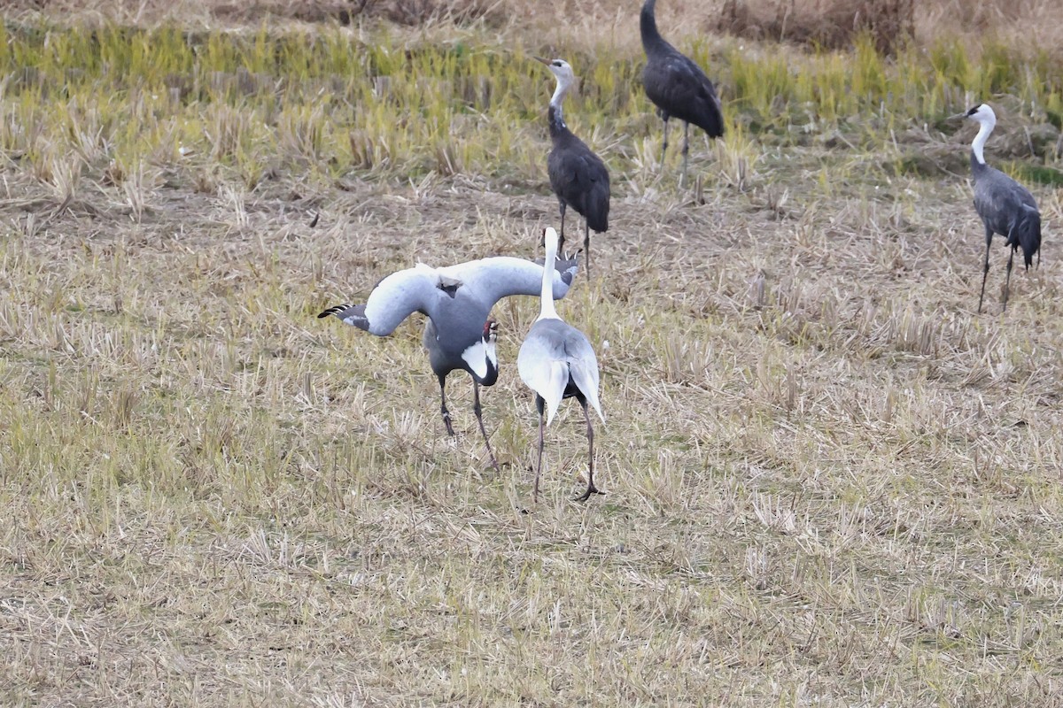White-naped Crane - ML646678127