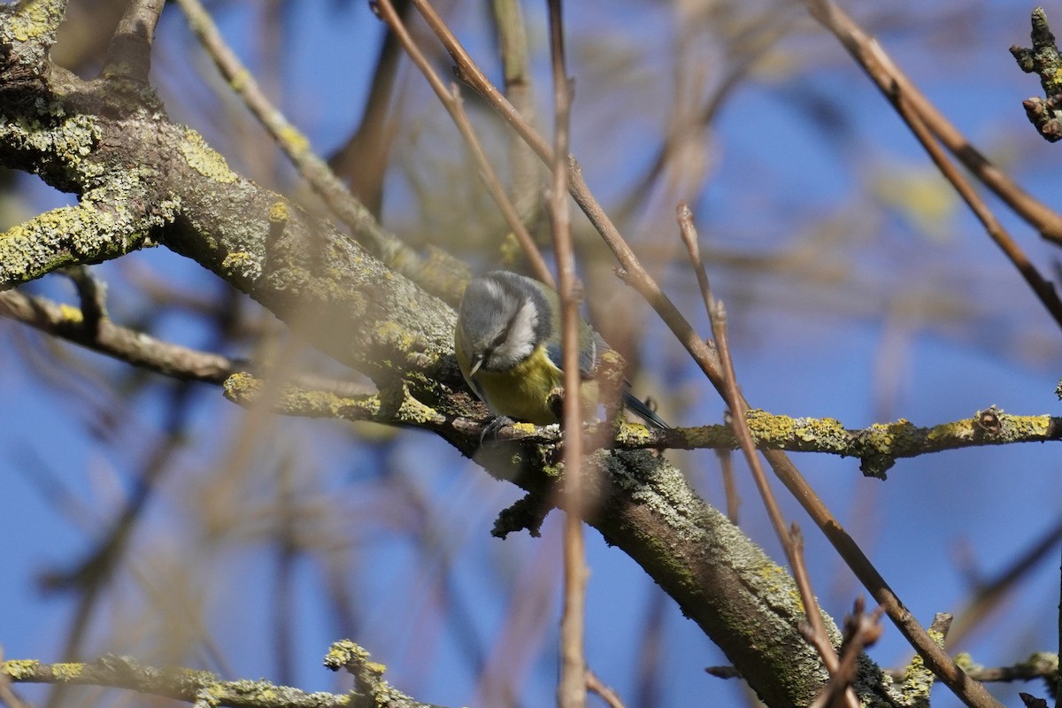 Eurasian Blue Tit - ML646678129