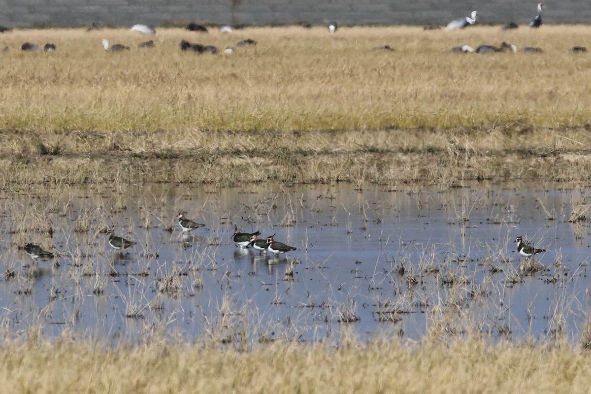 Northern Lapwing - ML646678133