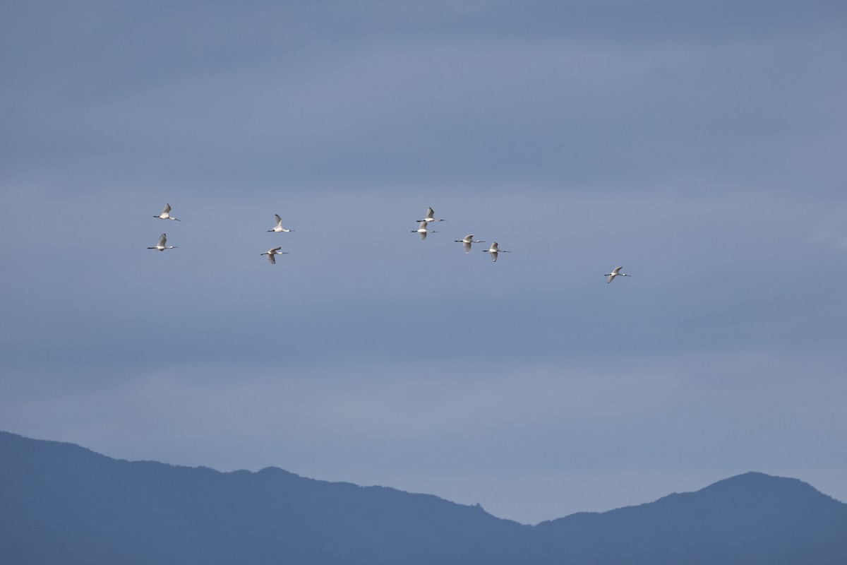 Black-faced Spoonbill - ML646678142