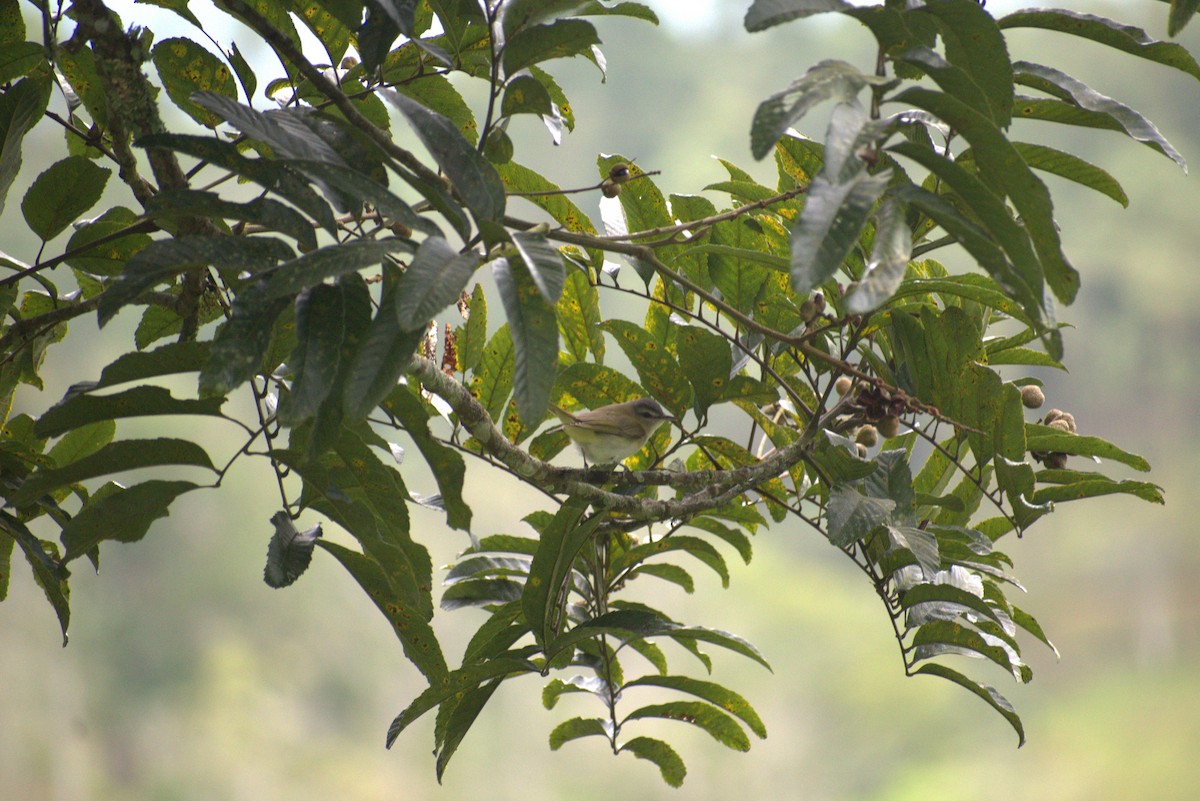 アカメモズモドキ - ML646678144