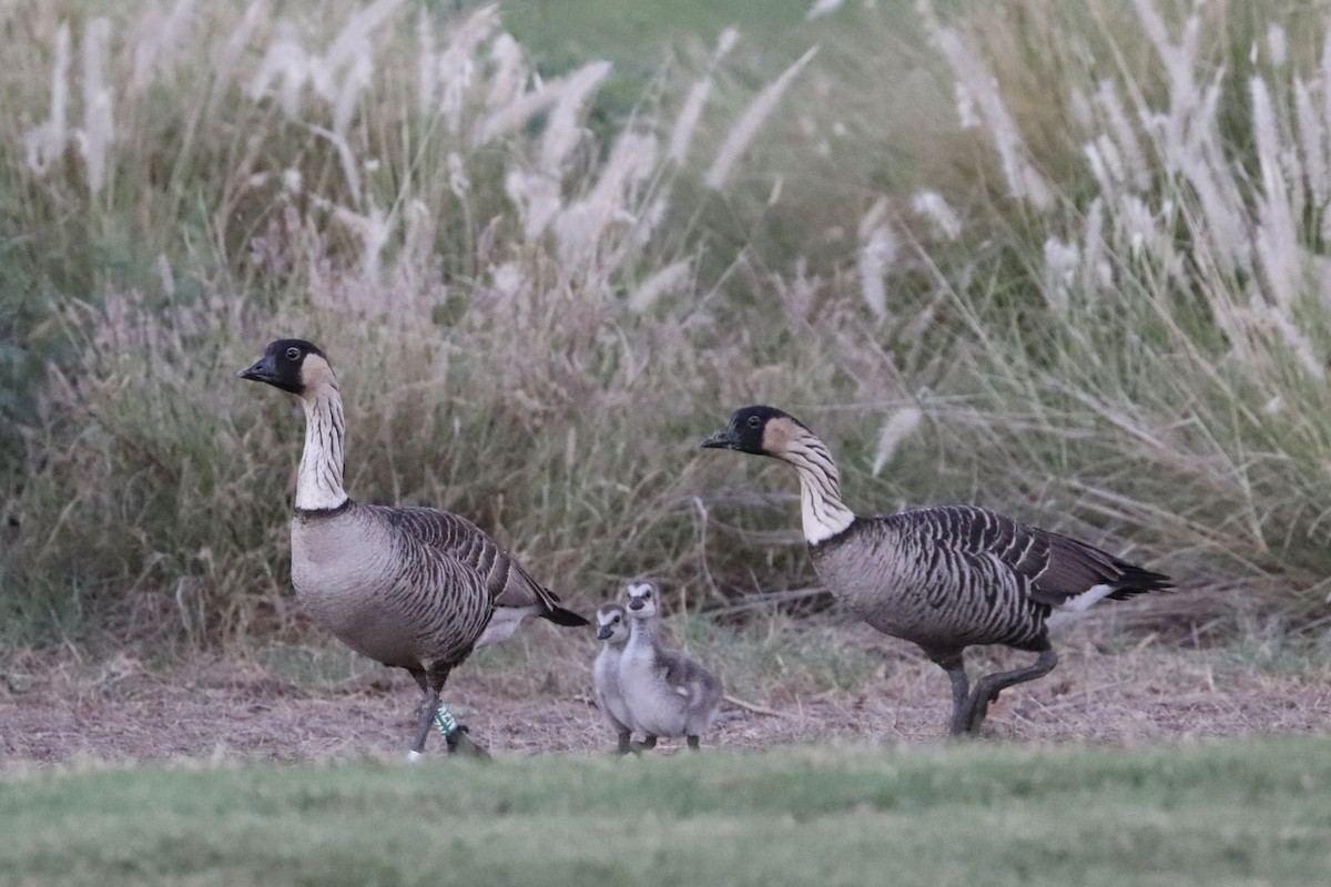 Hawaiian Goose - ML646678147