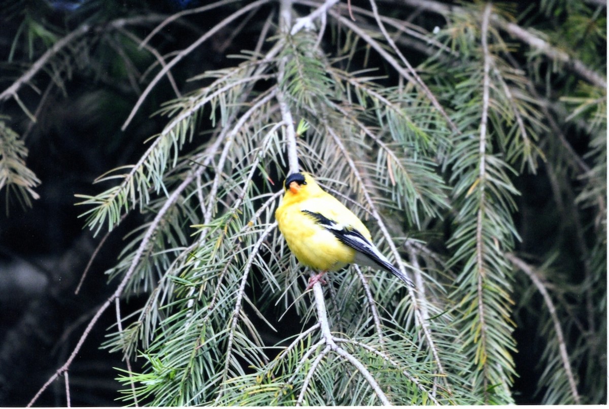 オウゴンヒワ - ML646678157