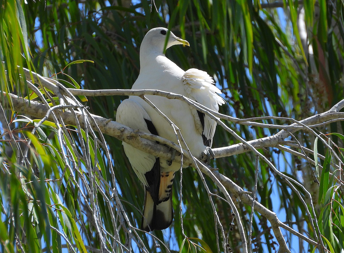Пінон австралійський - ML646678165