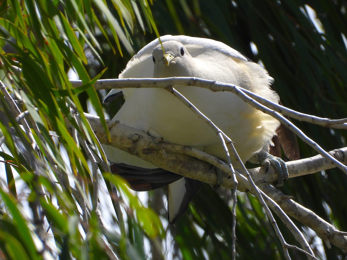 Пінон австралійський - ML646678167