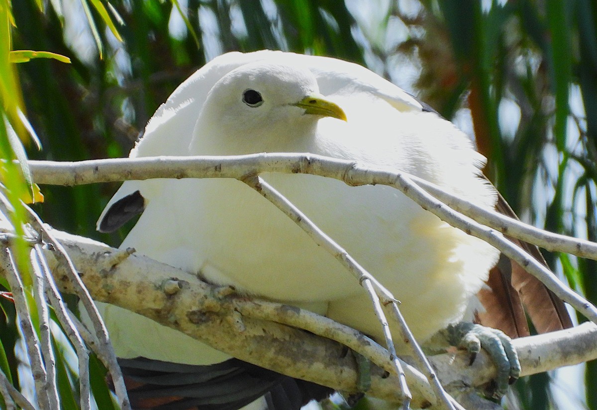 Пінон австралійський - ML646678168