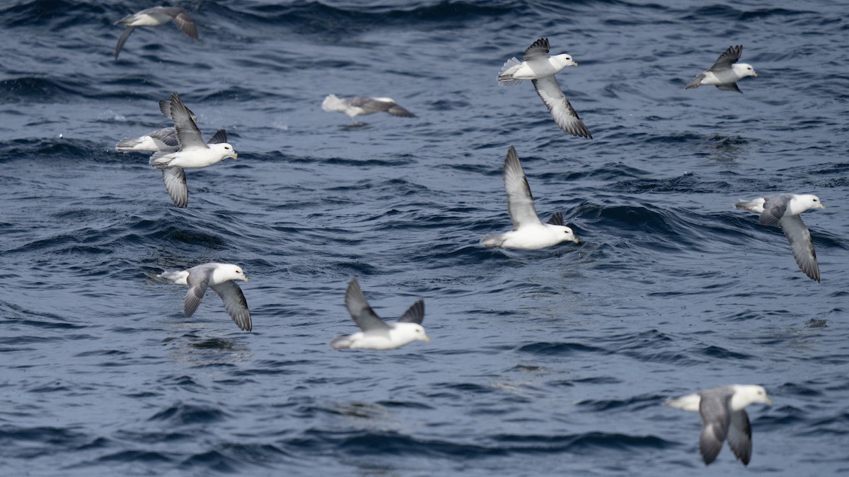 Буревісник кочівний - ML646678169