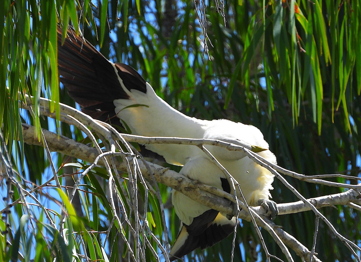 Пінон австралійський - ML646678170