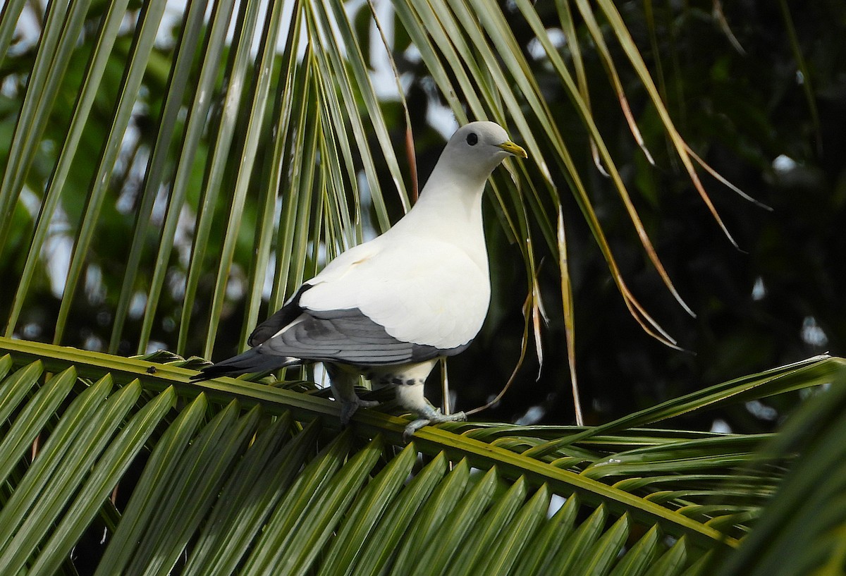 Пінон австралійський - ML646678171