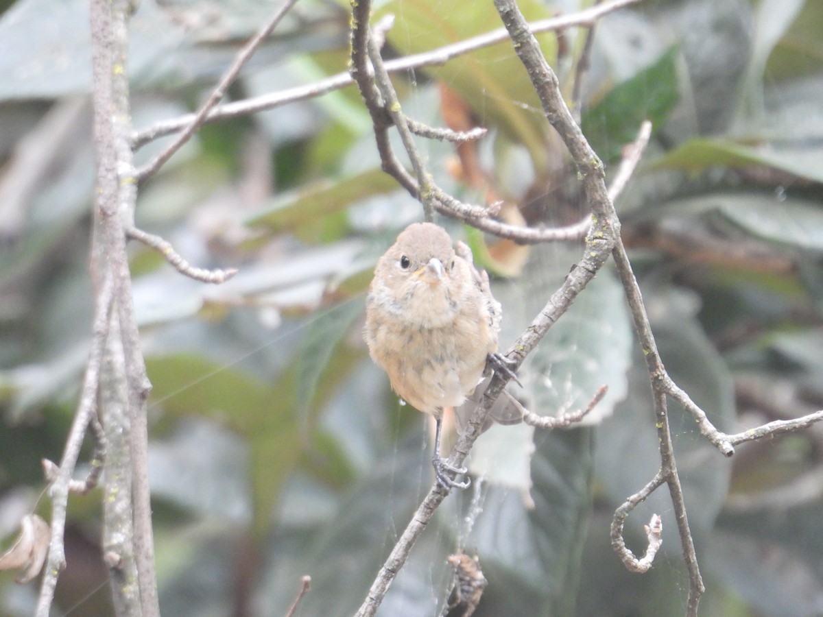 Скригнатка індигова - ML646678173