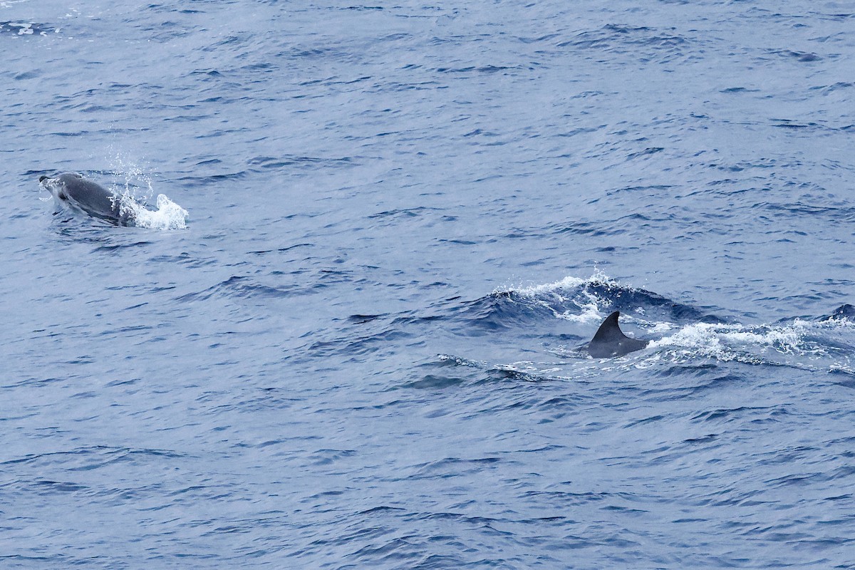 Säugetiere - ML646678174