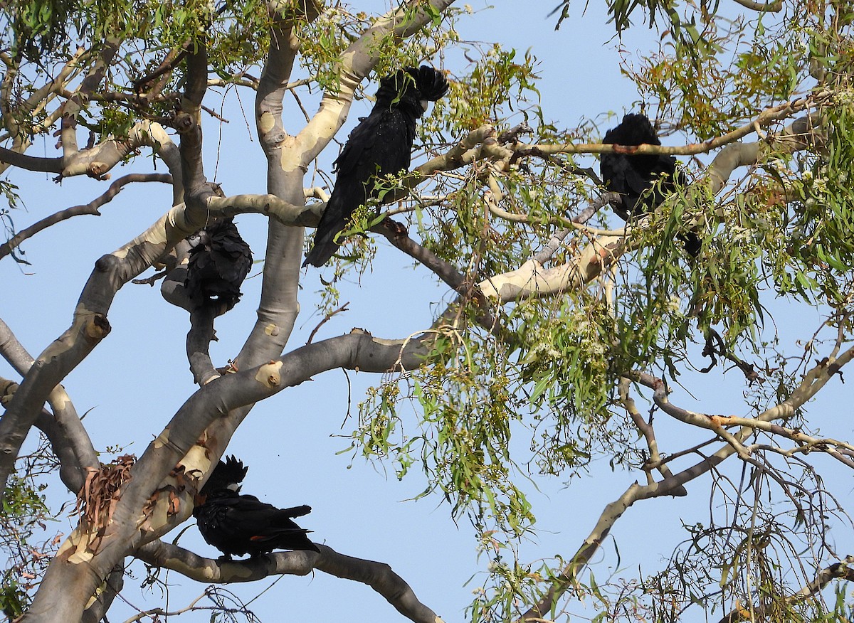 Какатоїс червонохвостий - ML646678178