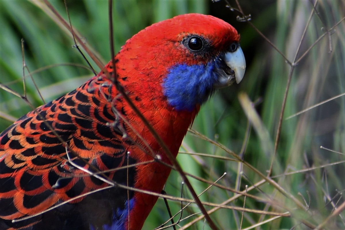 Розела червона - ML646678179