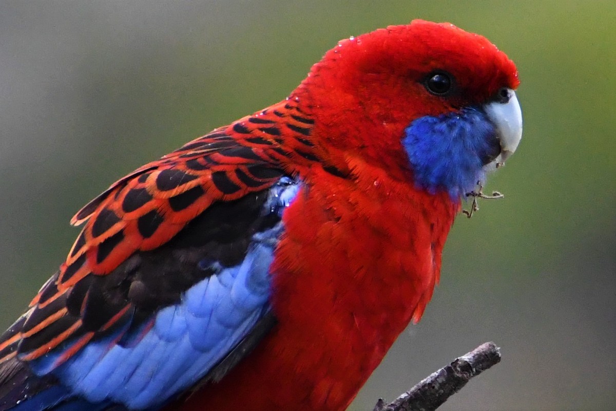 Розела червона - ML646678180