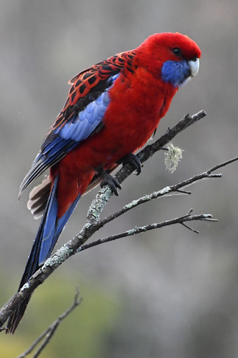 Розела червона - ML646678182