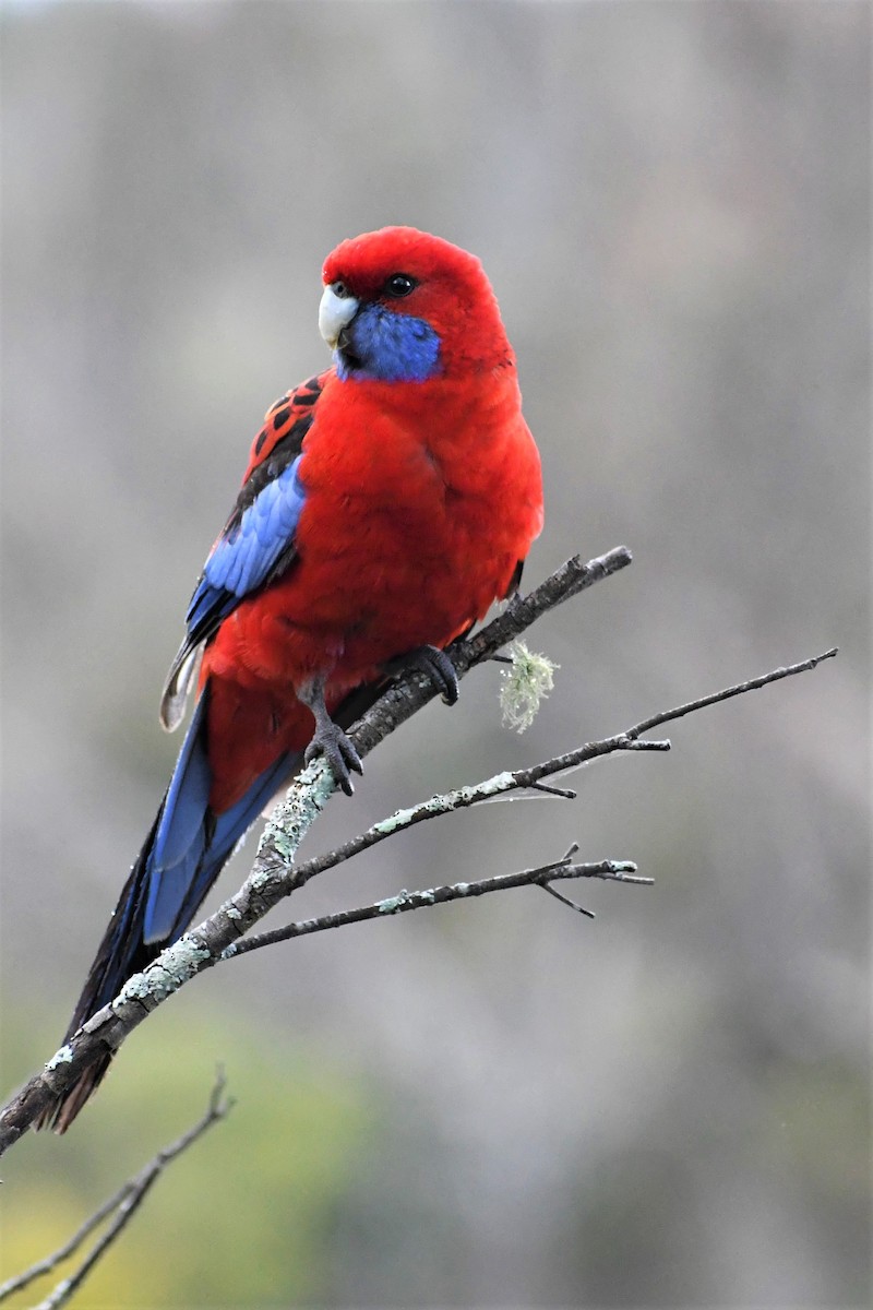 Розела червона - ML646678183