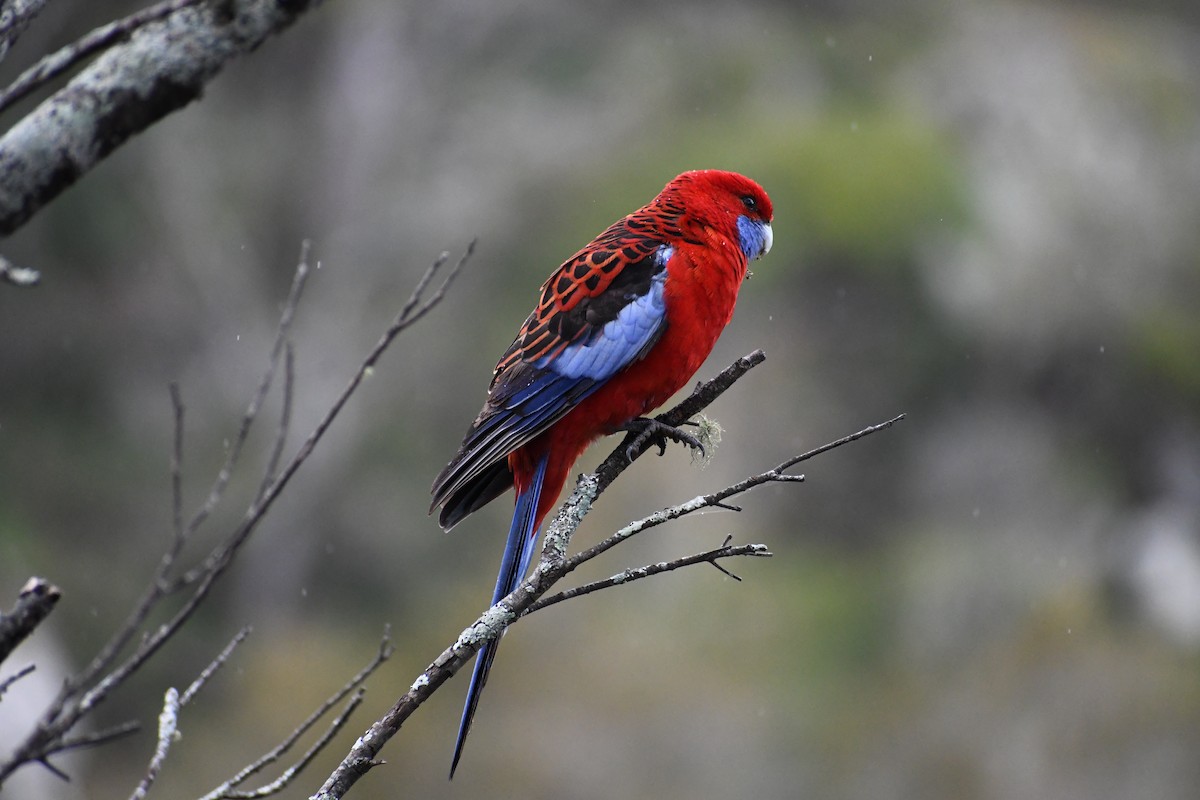 Розела червона - ML646678184