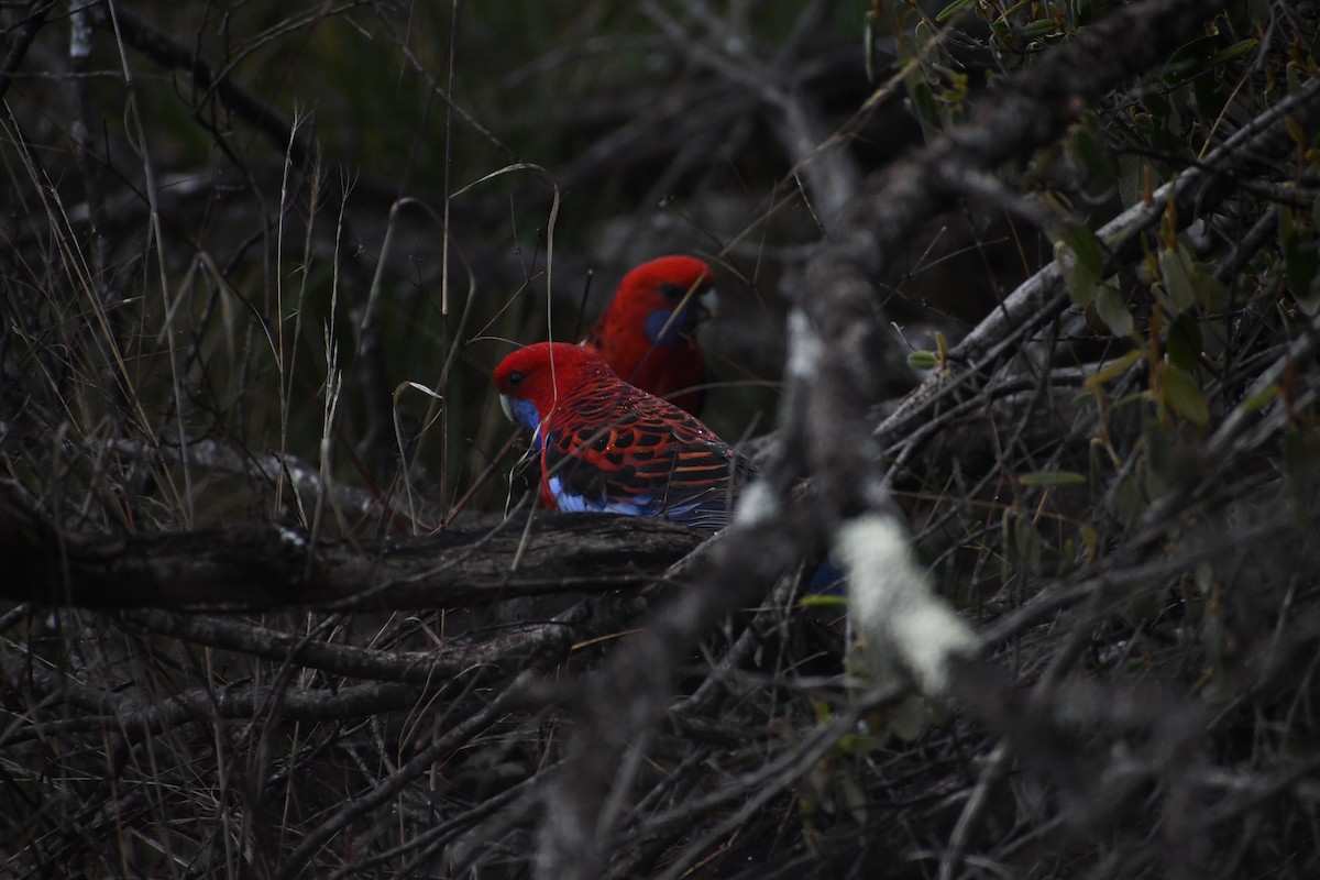 Розела червона - ML646678186