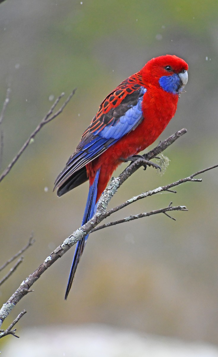 Розела червона - ML646678187