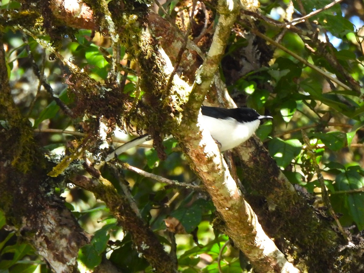 Джоя білочерева - ML646678189