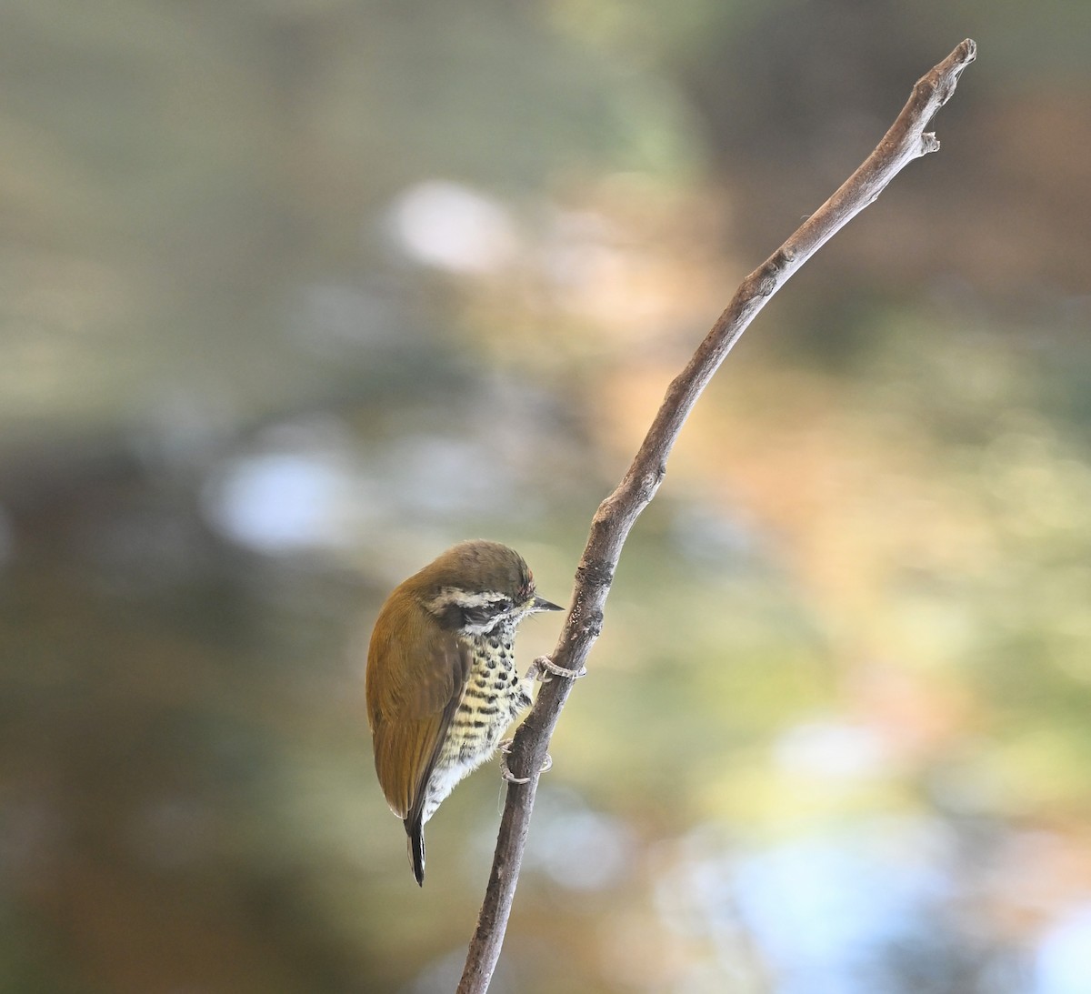 Добаш індійський - ML646678191