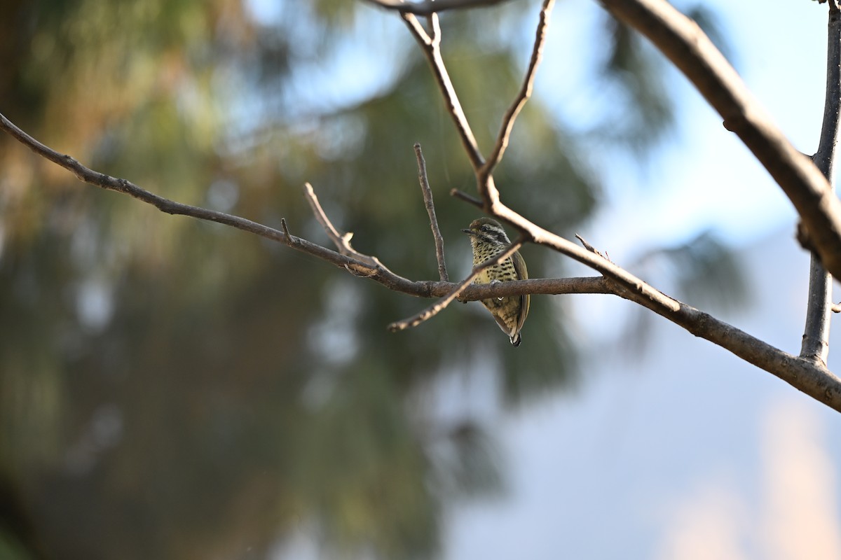 Добаш індійський - ML646678192