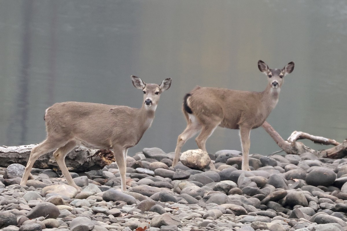 Mule Deer - ML646678193