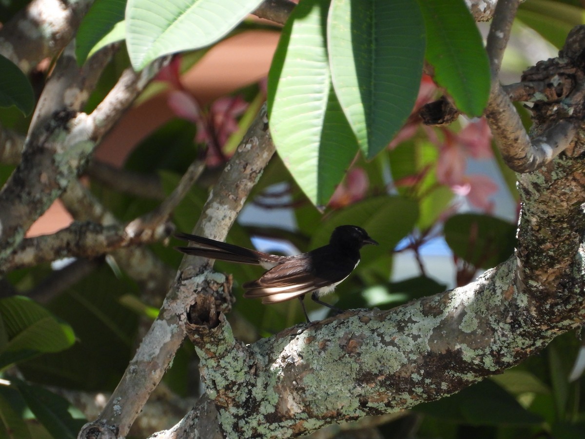 Віялохвістка чорноряба - ML646678197