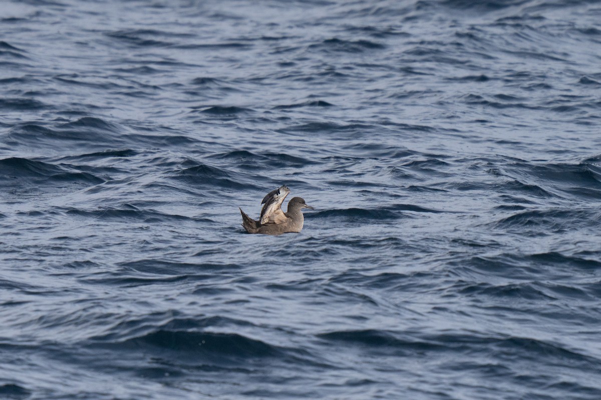 Буревісник сивий - ML646678199