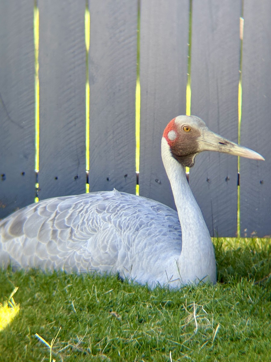 Журавель австралійський - ML646678200